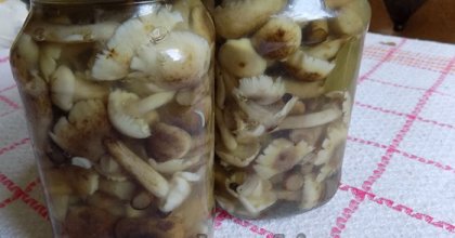 Мариновані лісові гриби — універсальний рецепт